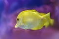 Ã¢â¬ËBubblesÃ¢â¬â¢ the yellow tang Royalty Free Stock Photo